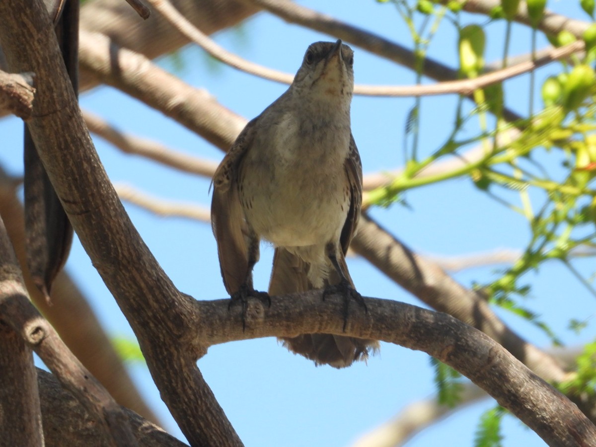 Bahama Mockingbird - ML620603598