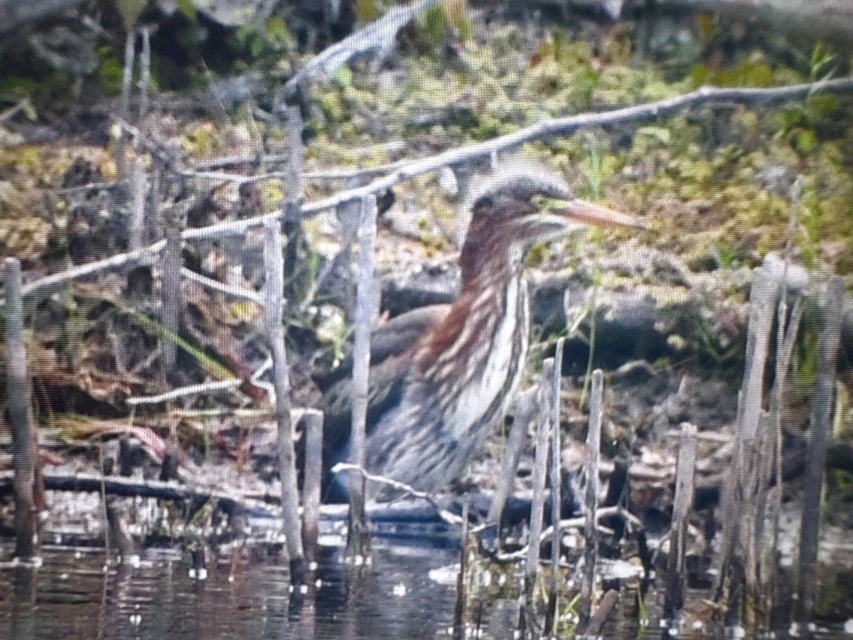 Green Heron - ML620603601