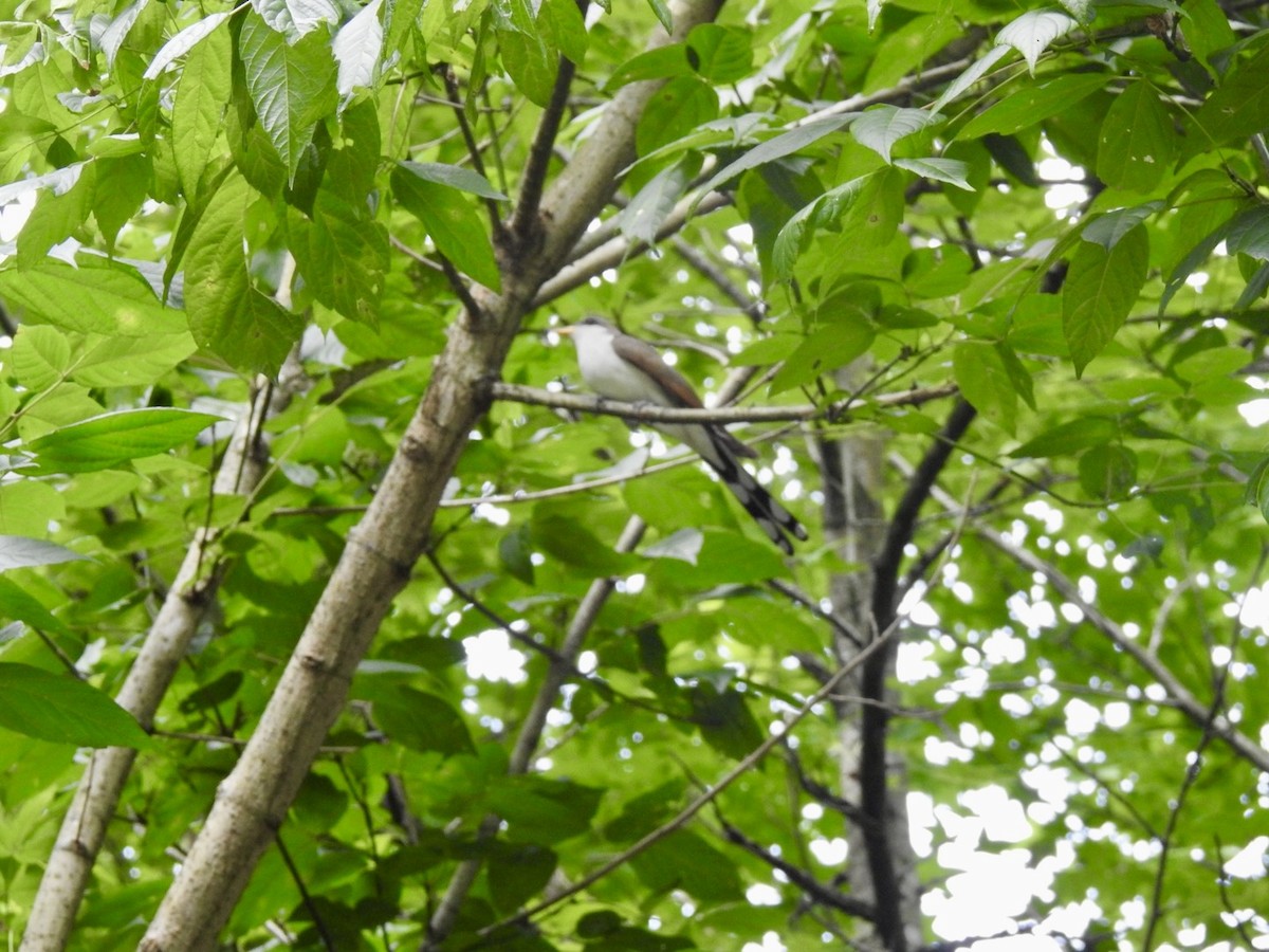 Yellow-billed Cuckoo - ML620603604