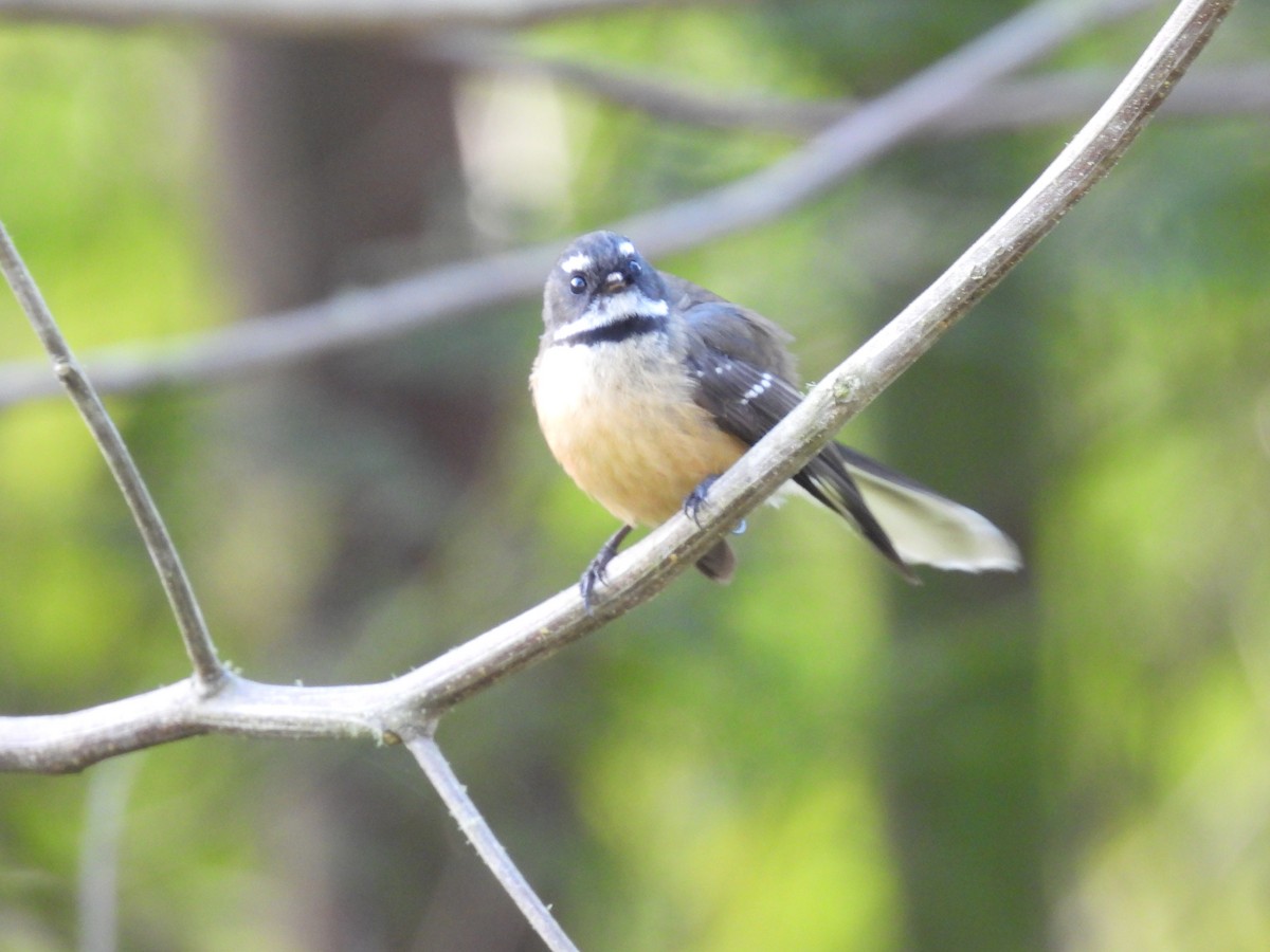 New Zealand Fantail - George Watola