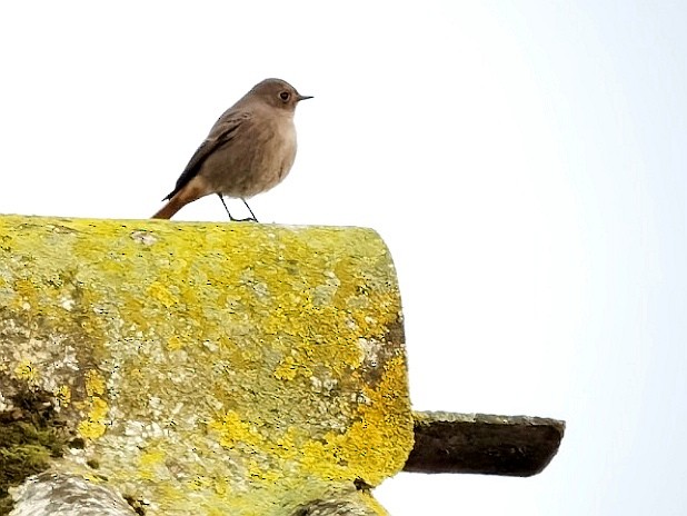 Black Redstart - ML620603617