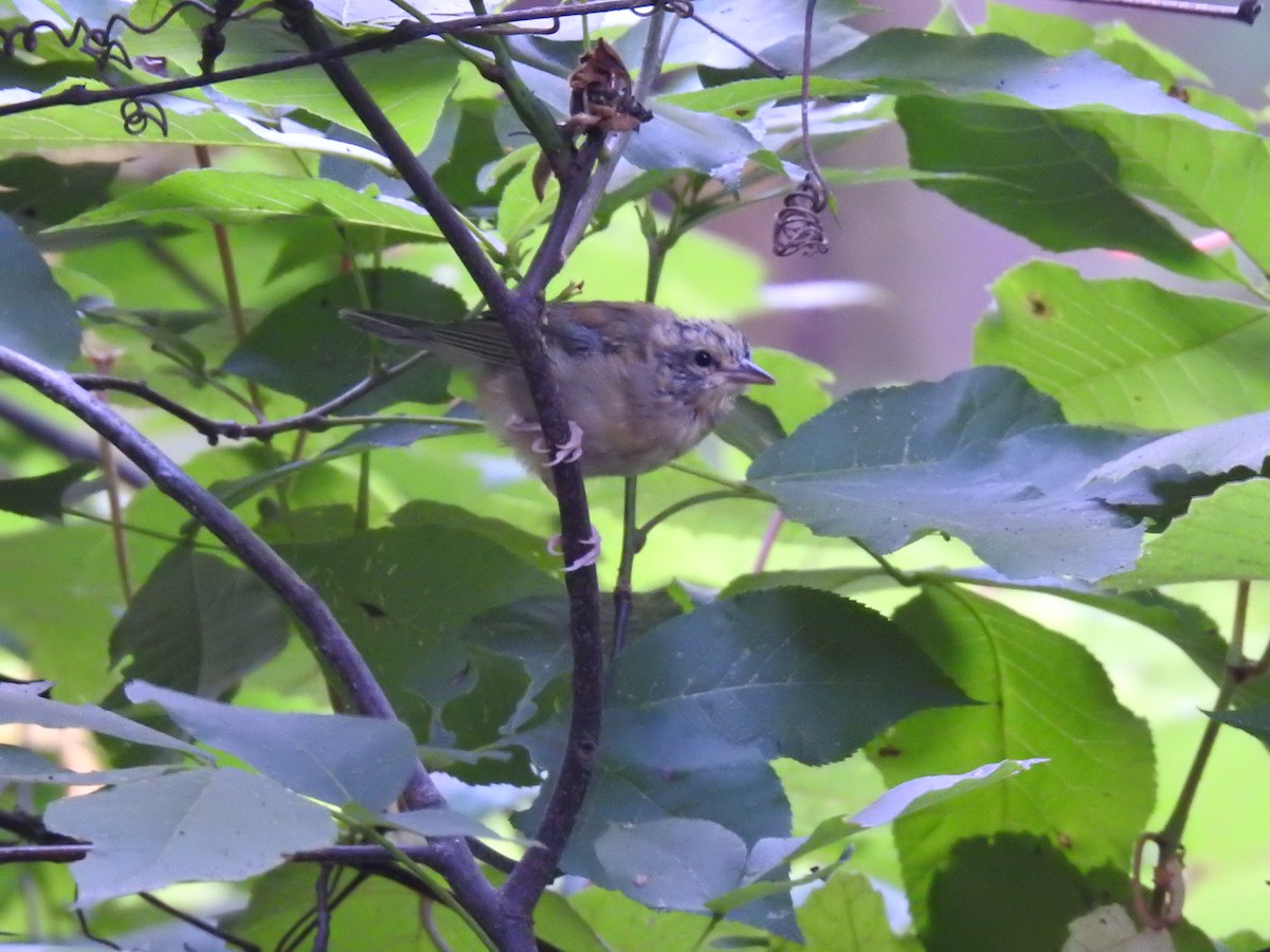 Worm-eating Warbler - Andrew Durso