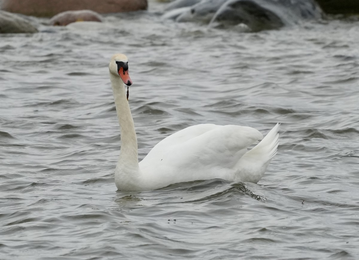 Mute Swan - ML620603621