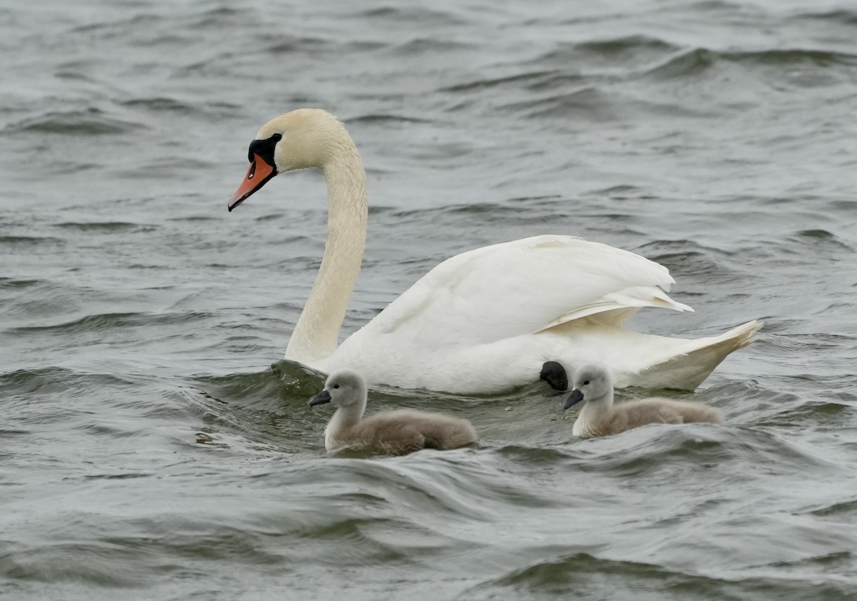 Mute Swan - ML620603622