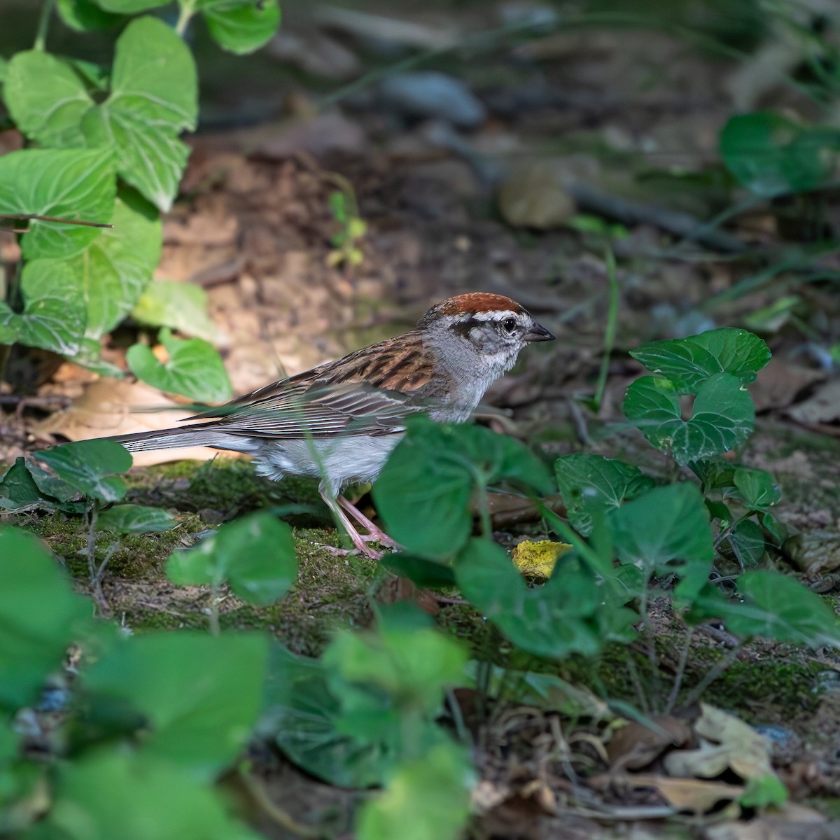 Chipping Sparrow - ML620603625