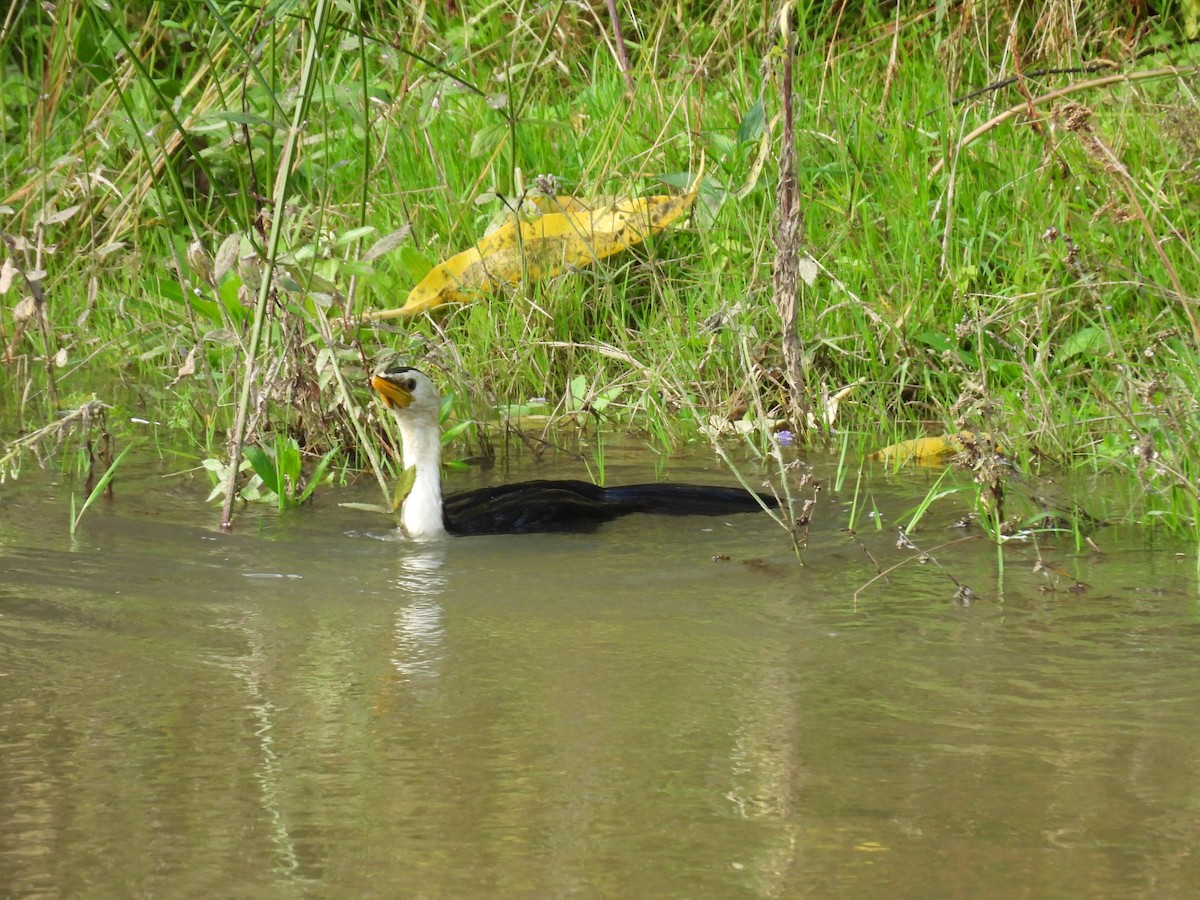 Little Pied Cormorant - ML620603627