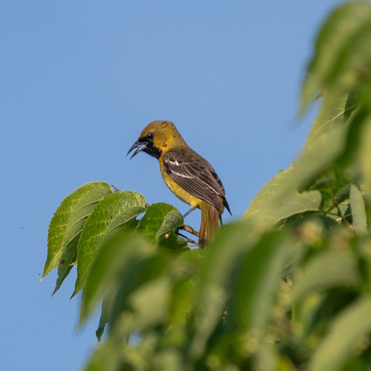 Orchard Oriole - ML620603628
