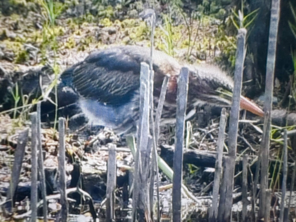 Green Heron - ML620603635