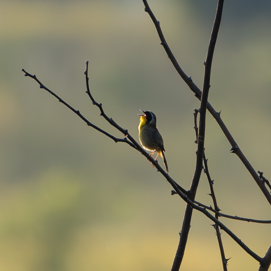 Common Yellowthroat - ML620603637