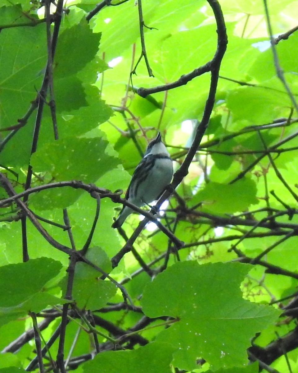 Cerulean Warbler - ML620603638