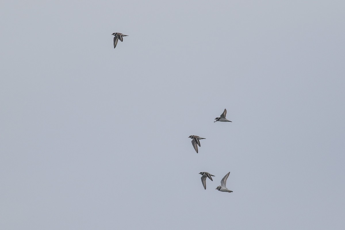 Common Ringed Plover - ML620603639