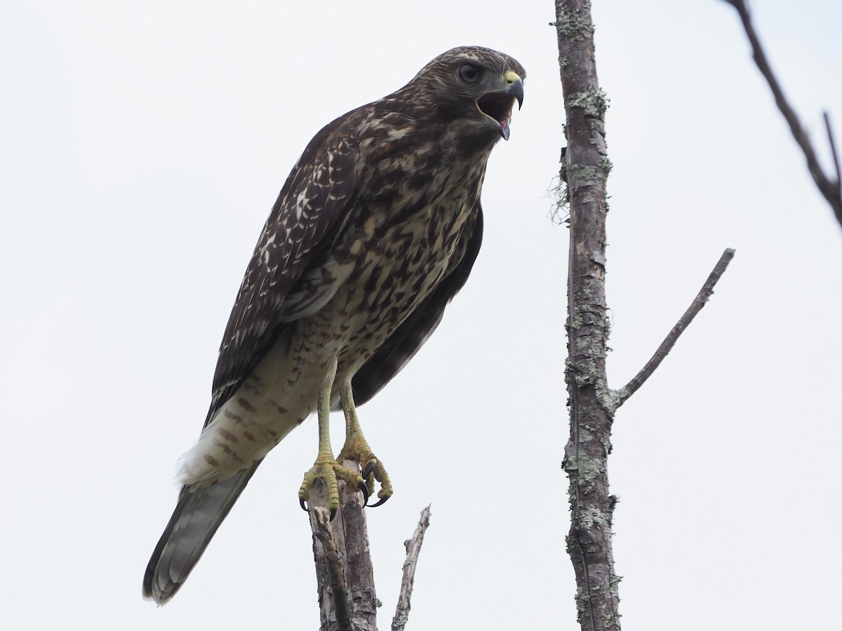 Red-shouldered Hawk - ML620603641