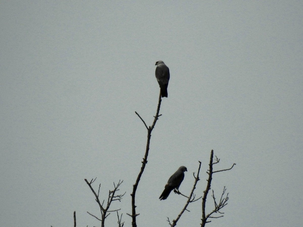 Mississippi Kite - ML620603643