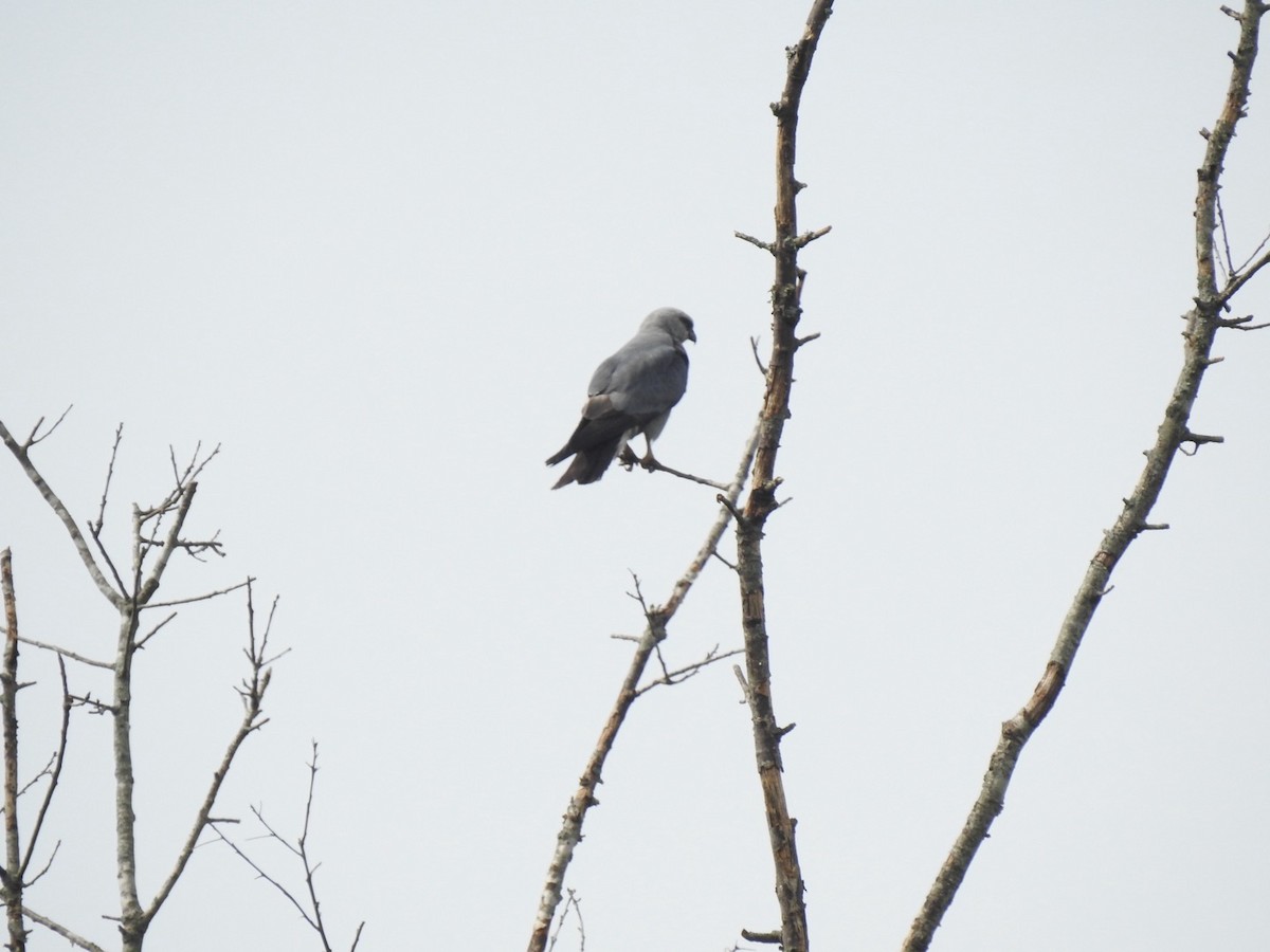 Mississippi Kite - ML620603646