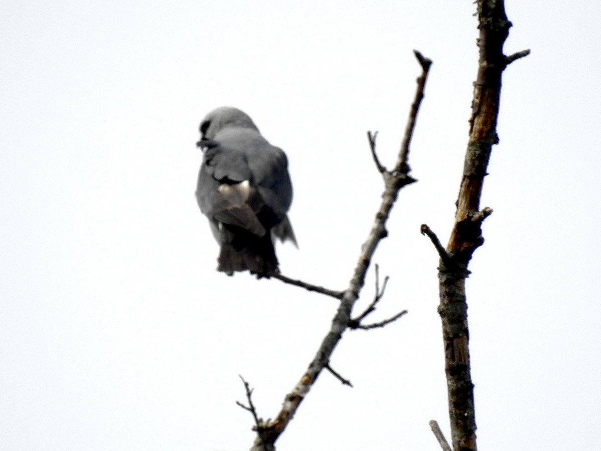 Mississippi Kite - ML620603648