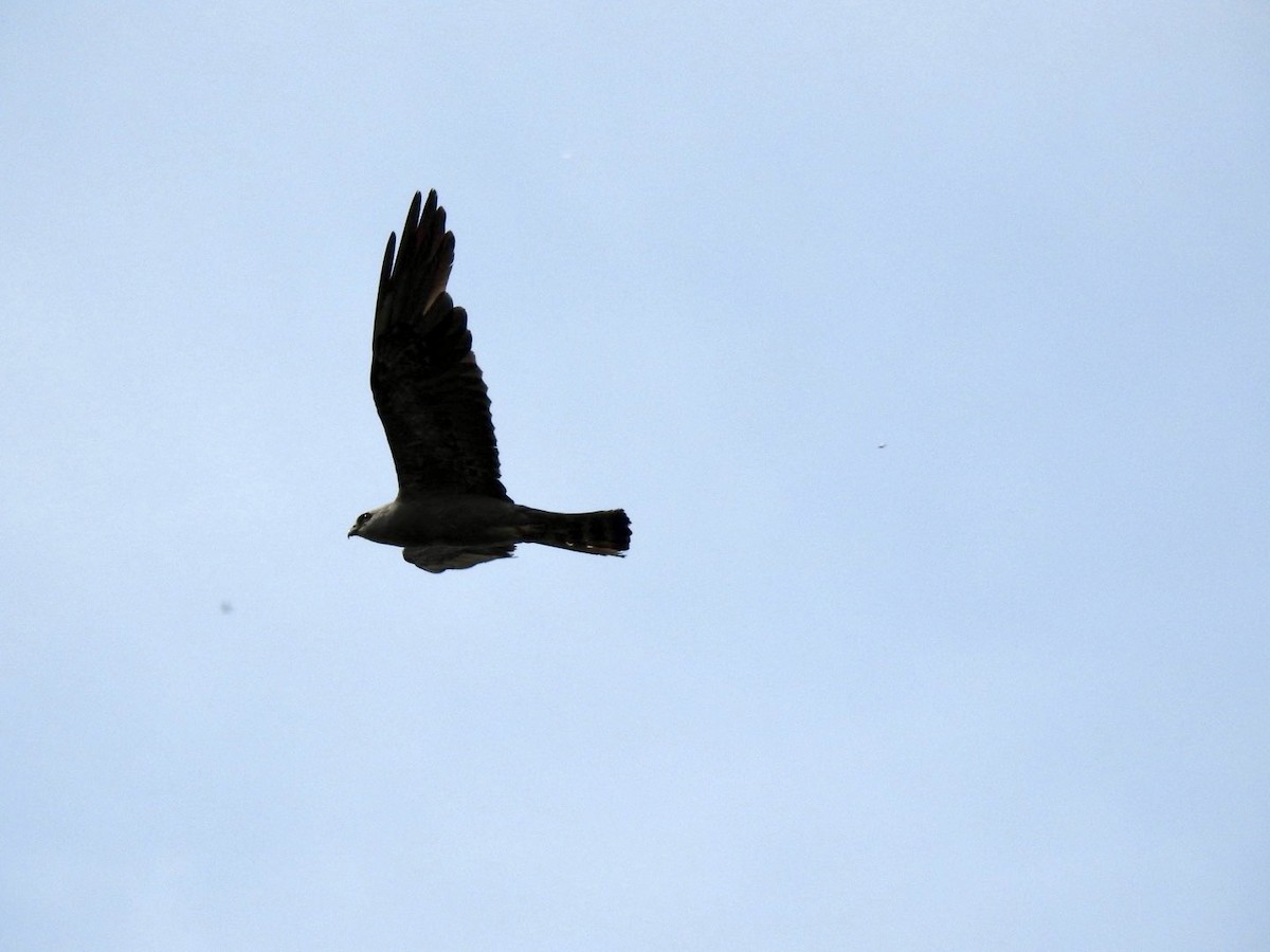 Mississippi Kite - ML620603649