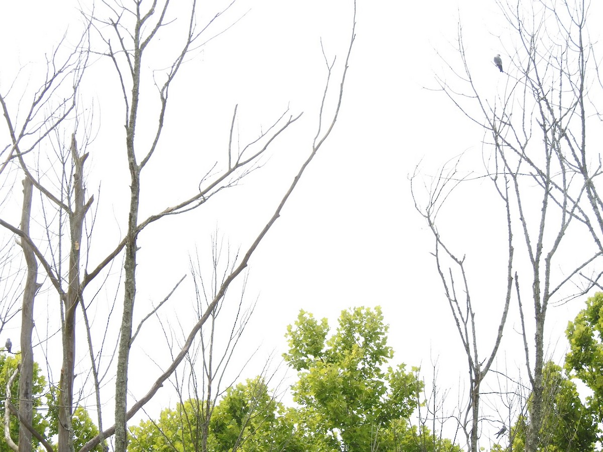 Mississippi Kite - ML620603650