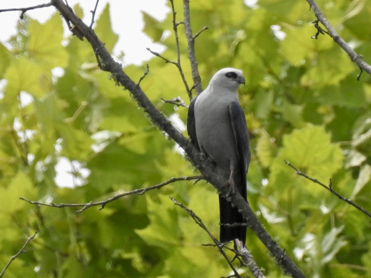 Mississippi Kite - ML620603652