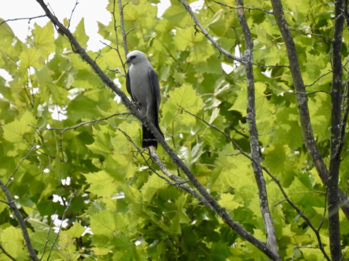 Mississippi Kite - ML620603653