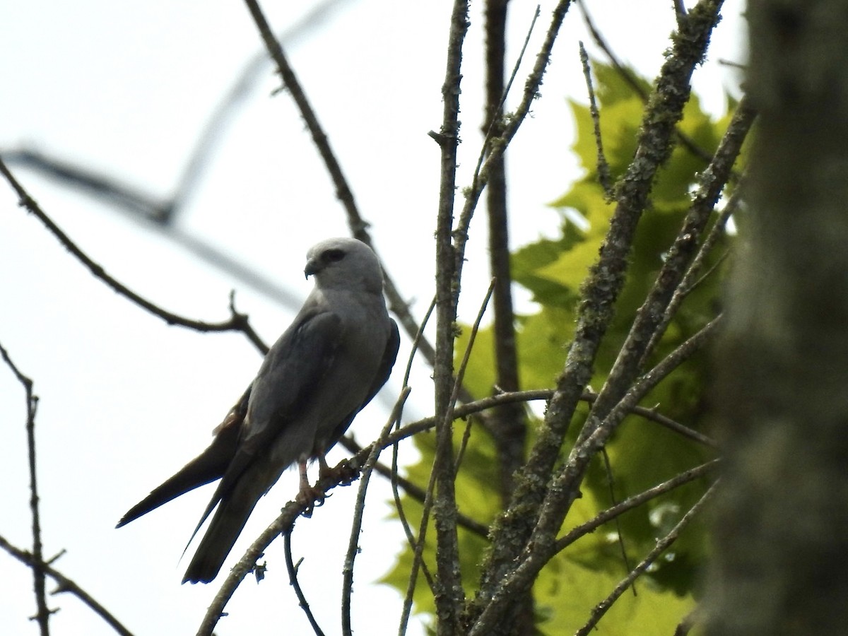 Mississippi Kite - ML620603654