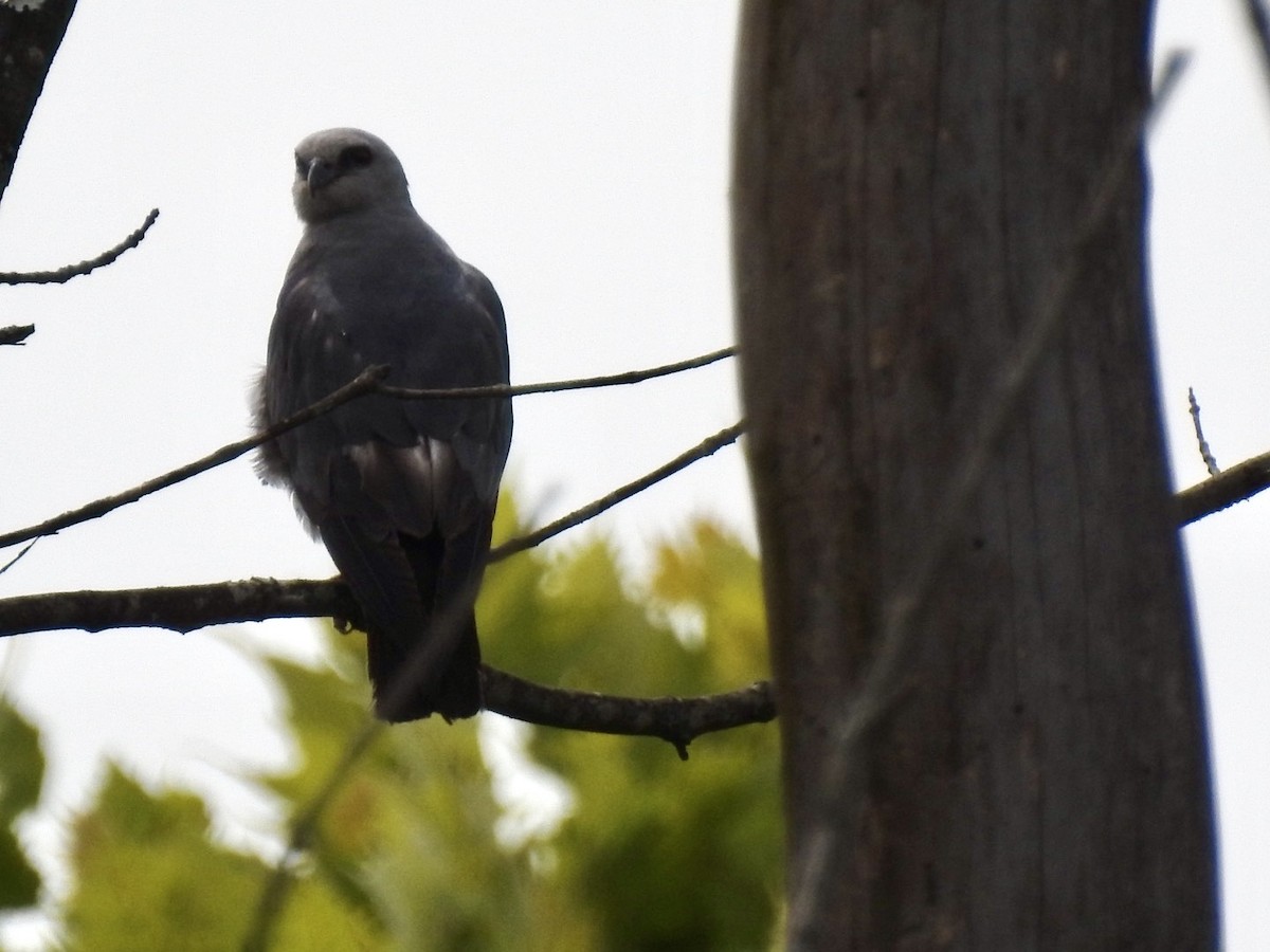 Mississippi Kite - ML620603655