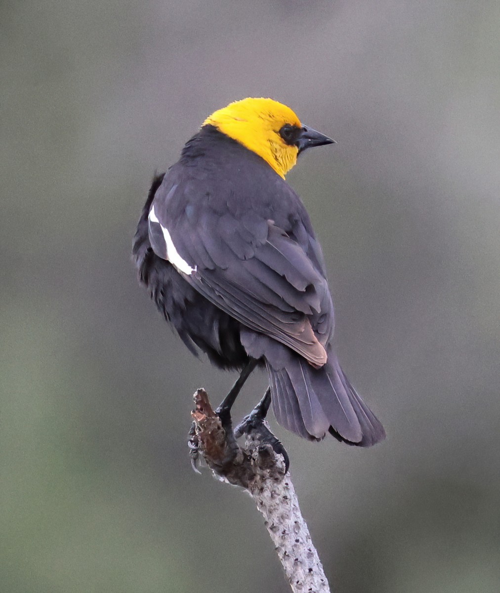 Yellow-headed Blackbird - ML620603660