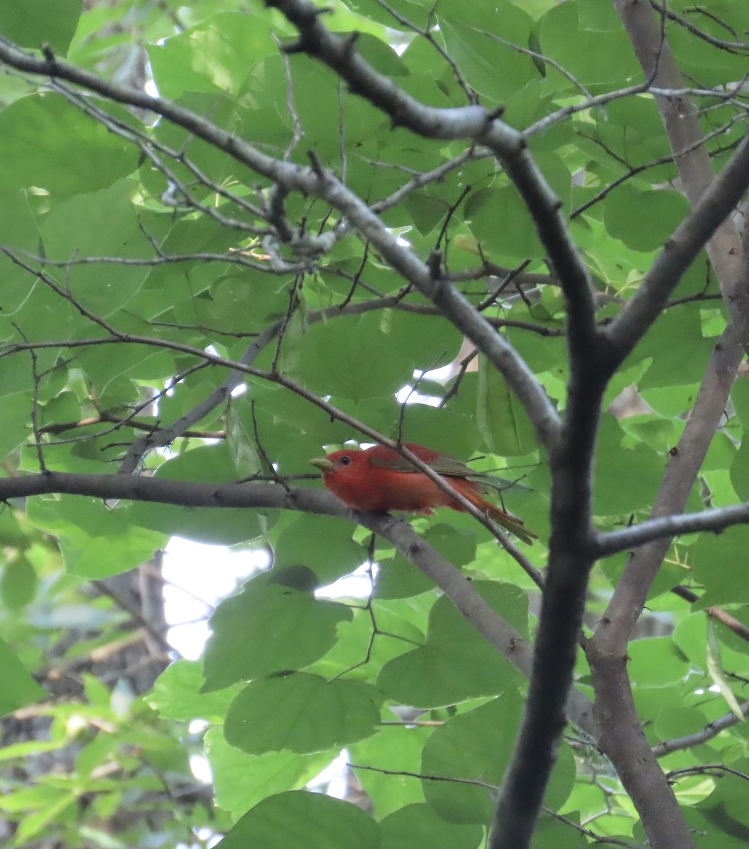 Summer Tanager - ML620603663