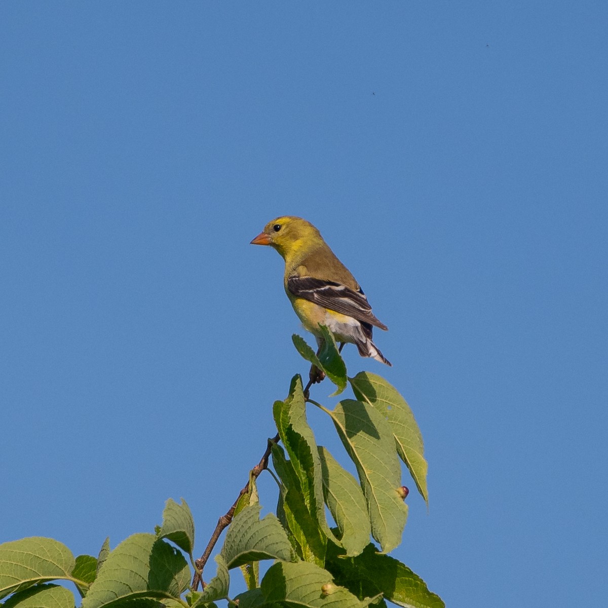 Chardonneret jaune - ML620603664