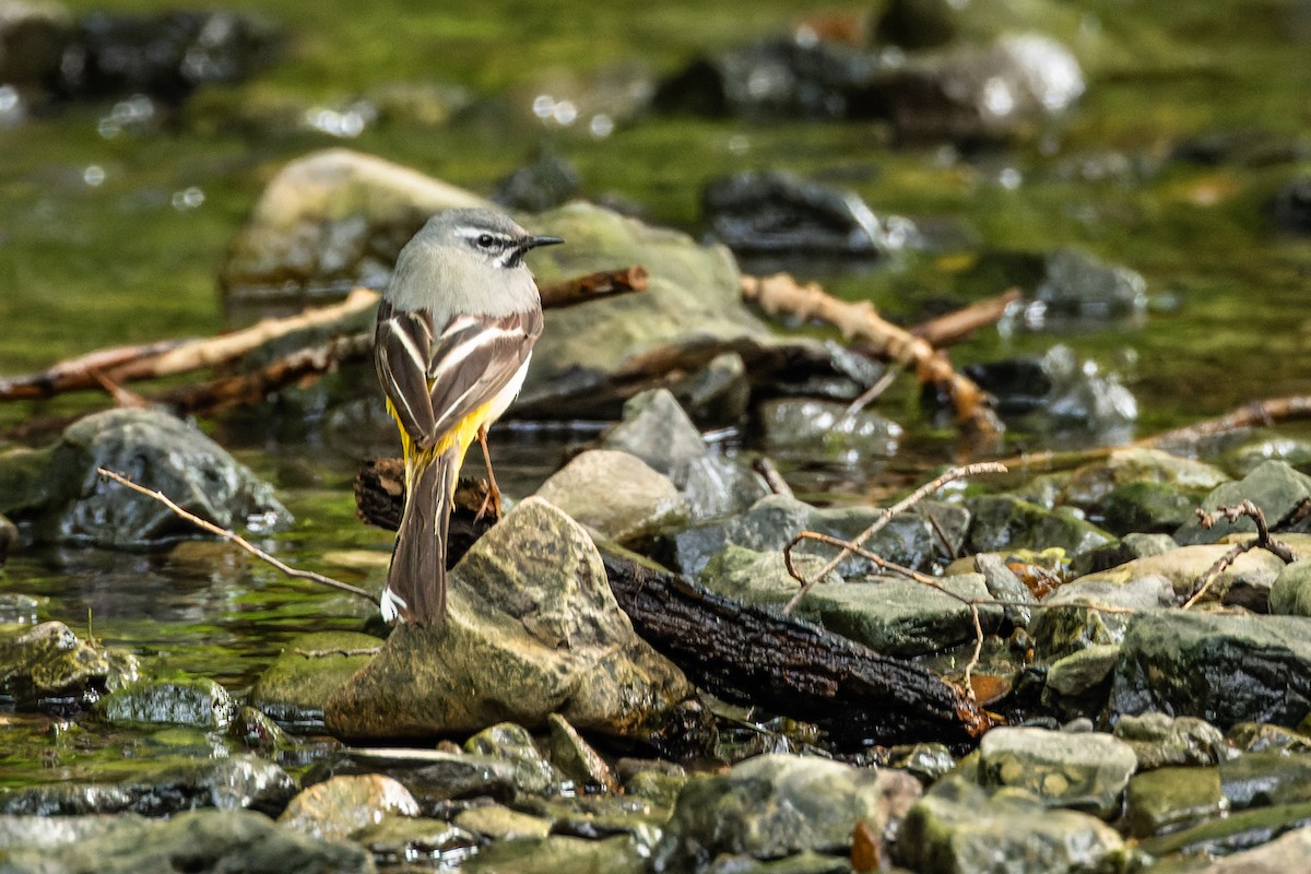 Gray Wagtail - ML620603667