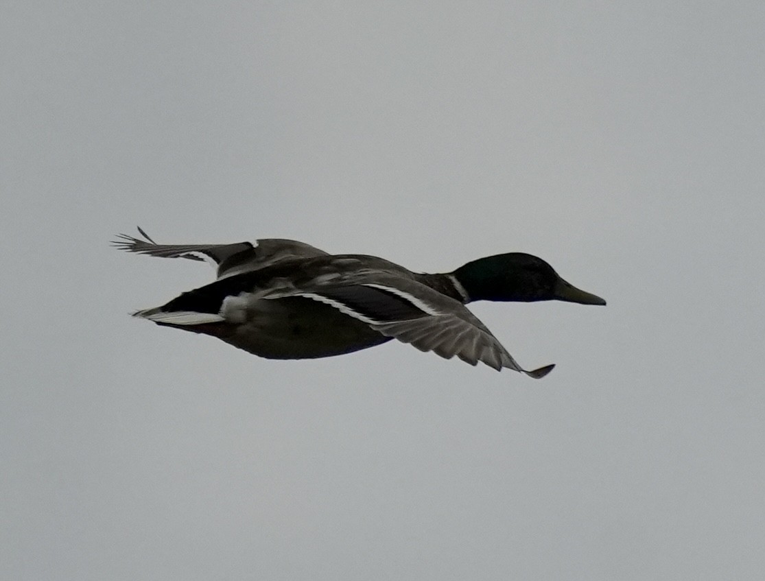 Mallard - ML620603669