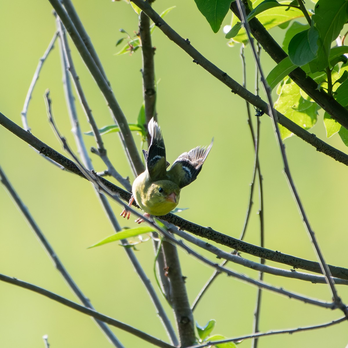 American Goldfinch - ML620603670