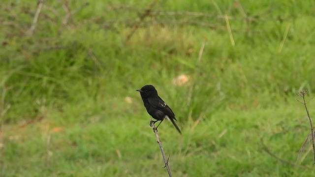 Pied Bushchat - ML620603672