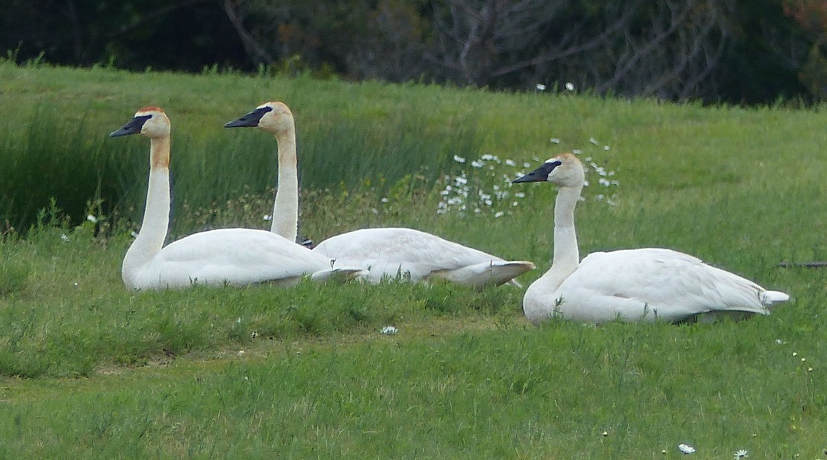 Trumpeter Swan - ML620603674