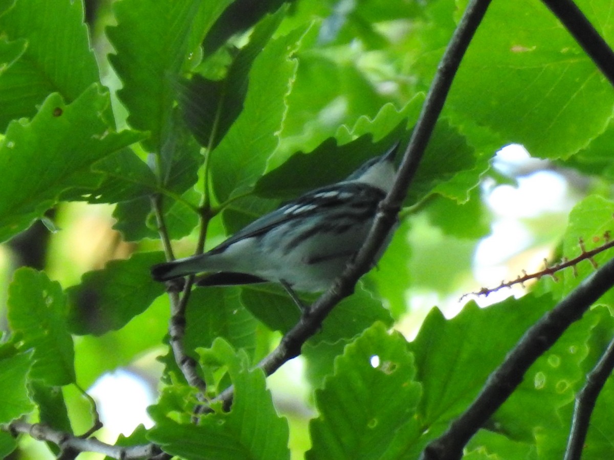 Blauwaldsänger - ML620603680