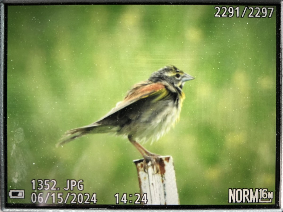 Dickcissel - ML620603682