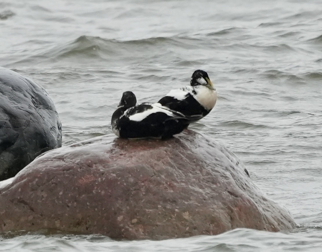 Common Eider - ML620603690