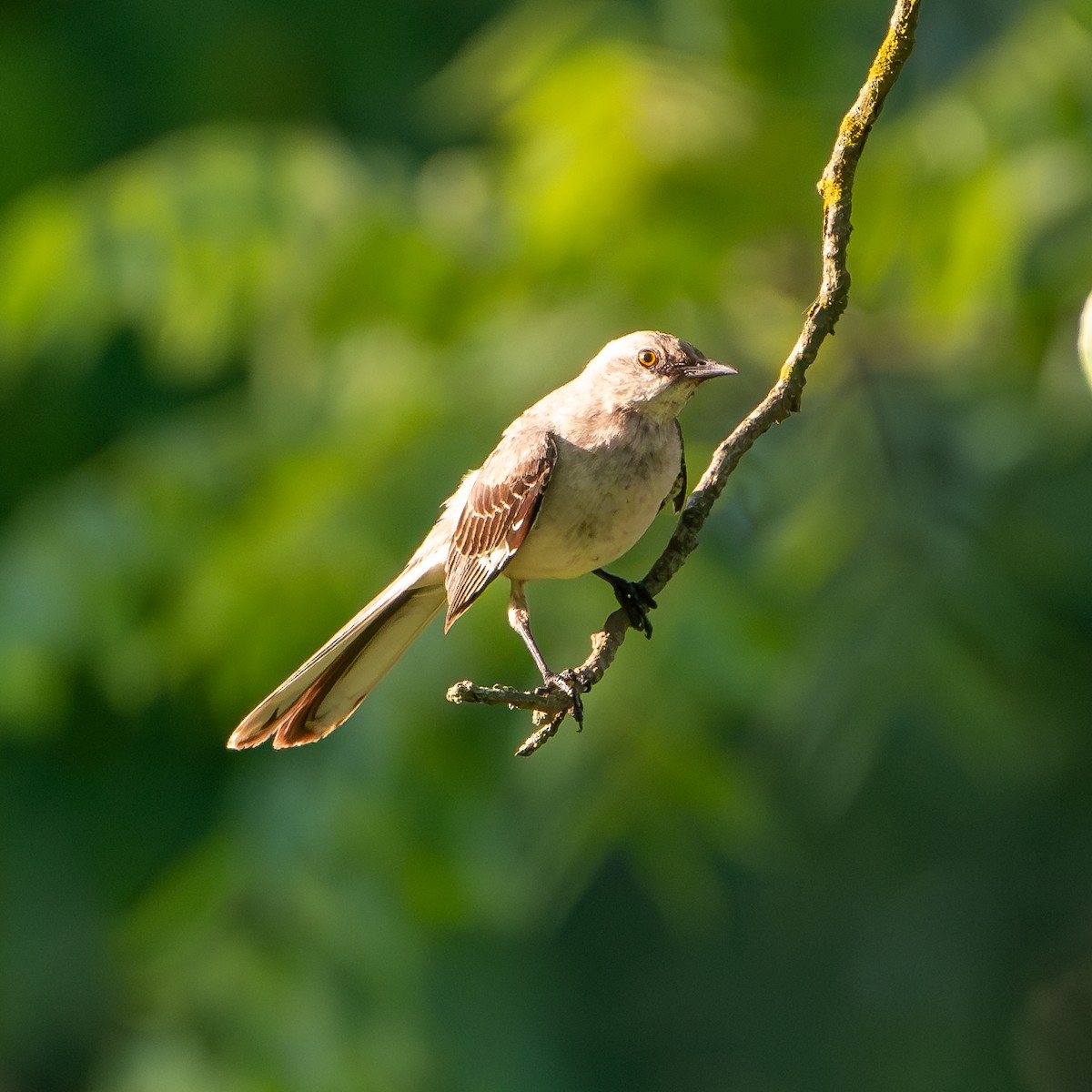 Northern Mockingbird - ML620603693