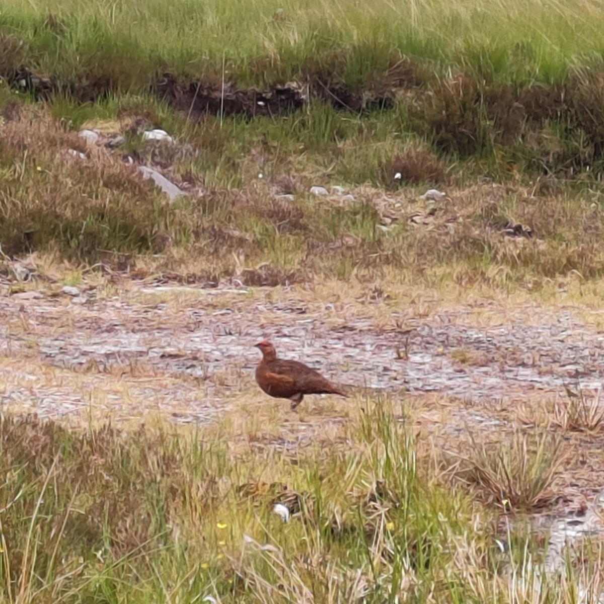 Willow Ptarmigan (Red Grouse) - ML620603694