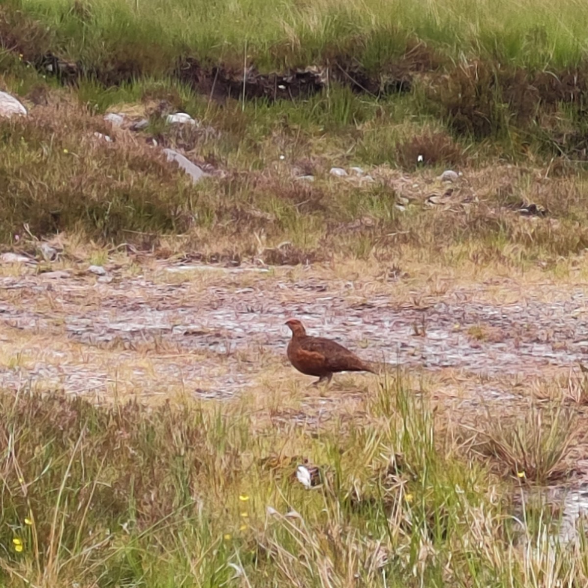 Willow Ptarmigan (Red Grouse) - ML620603695