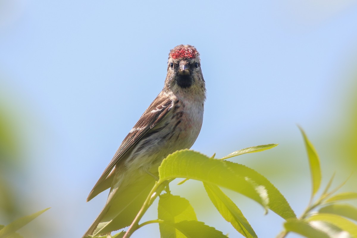 Lesser Redpoll - ML620603698