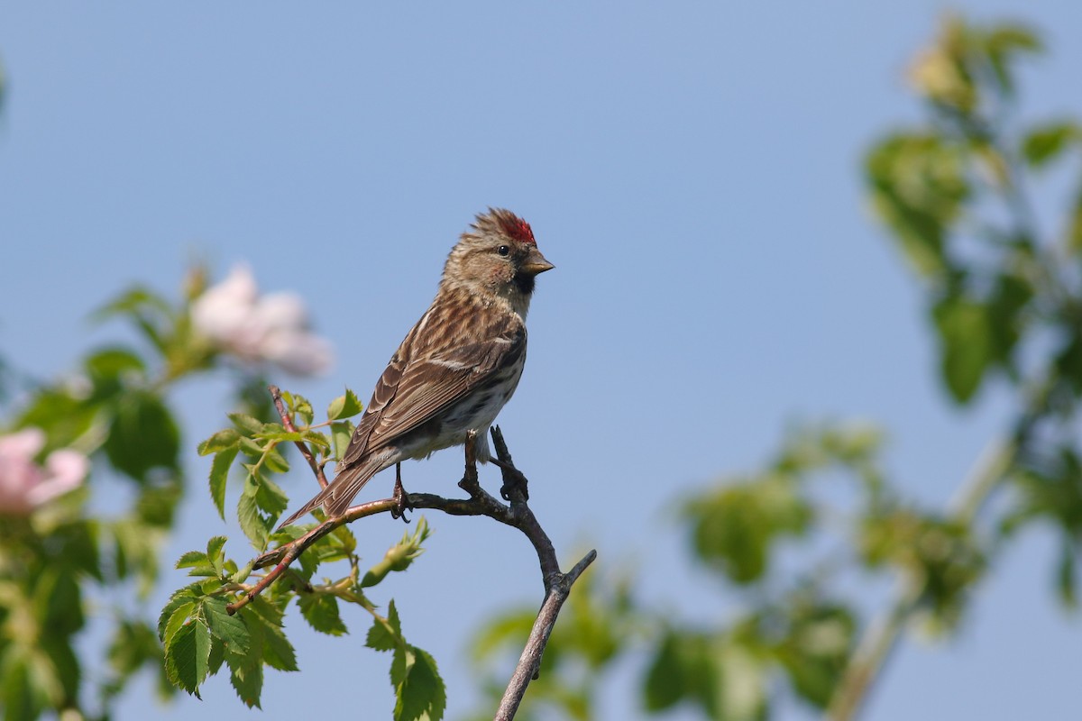 Lesser Redpoll - ML620603699