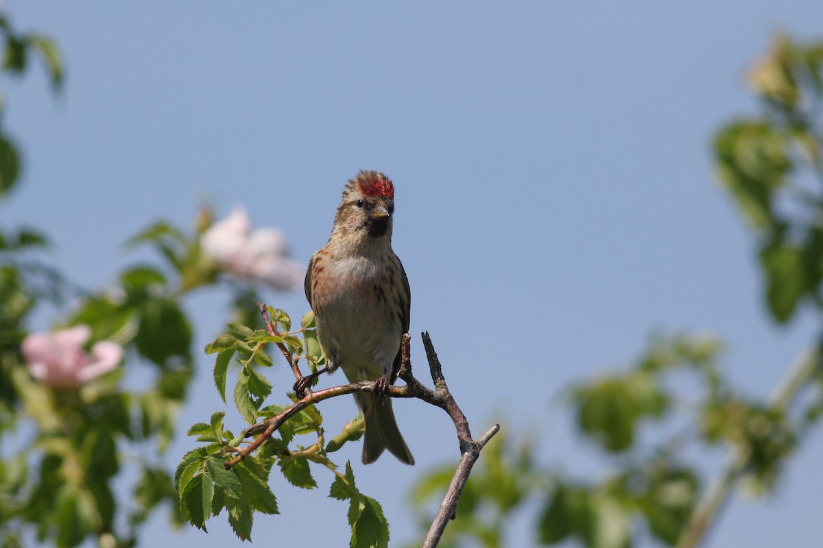 Lesser Redpoll - ML620603700