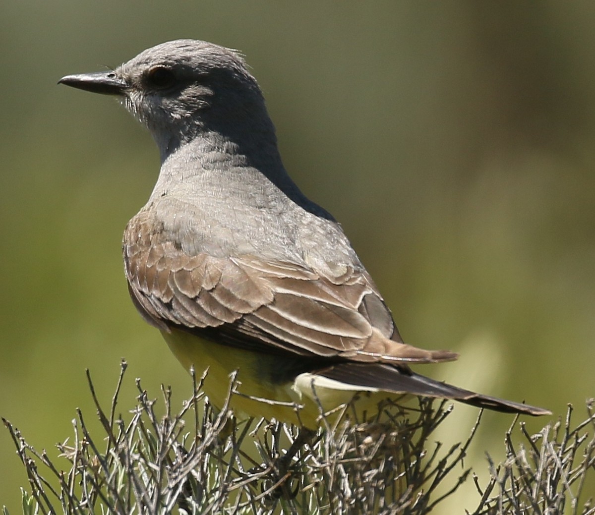 Western Kingbird - ML620603703