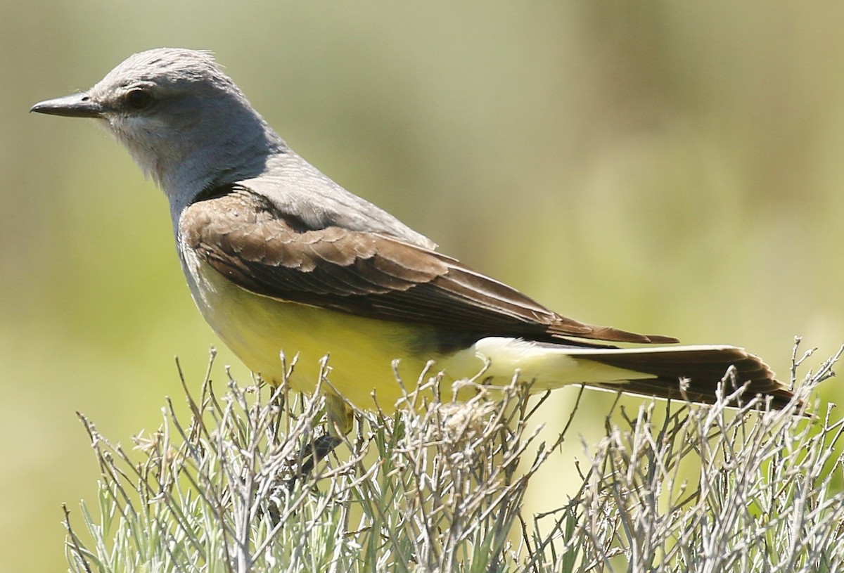 Western Kingbird - ML620603704