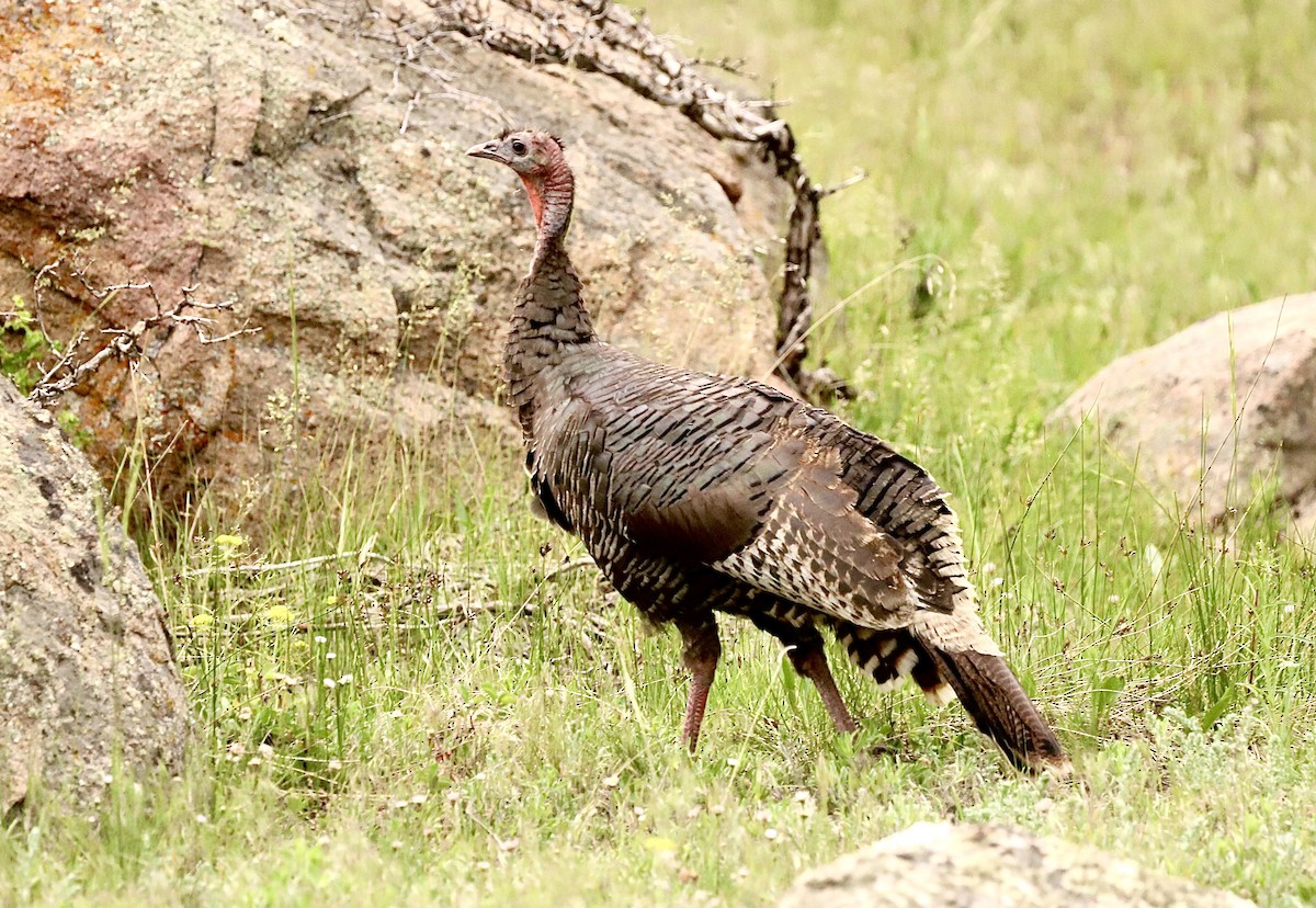 Wild Turkey - ML620603706