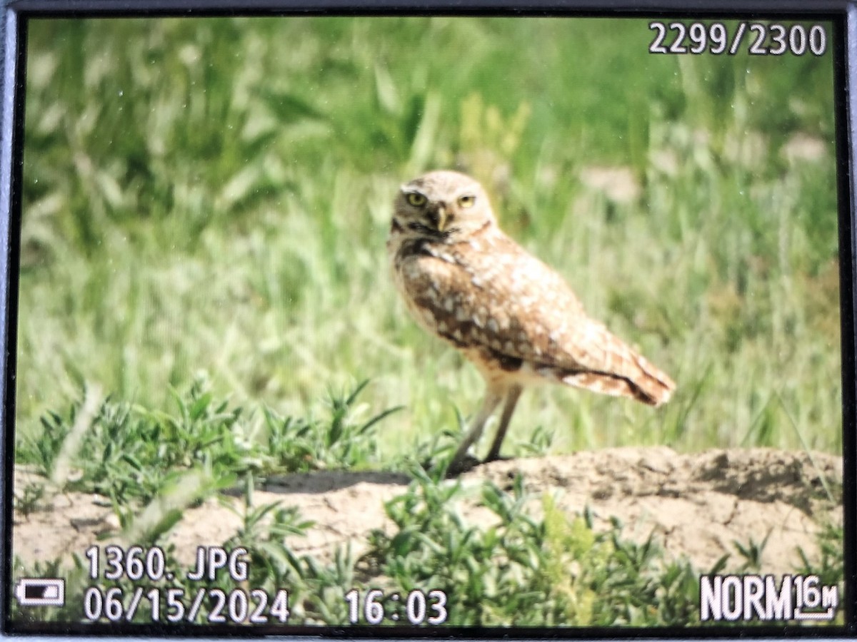 Burrowing Owl - ML620603712