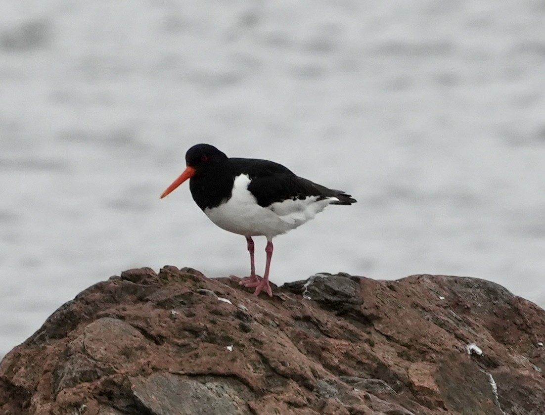 Eurasian Oystercatcher - ML620603713