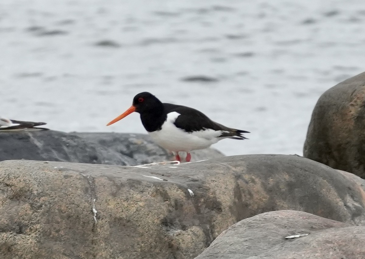 Eurasian Oystercatcher - ML620603714