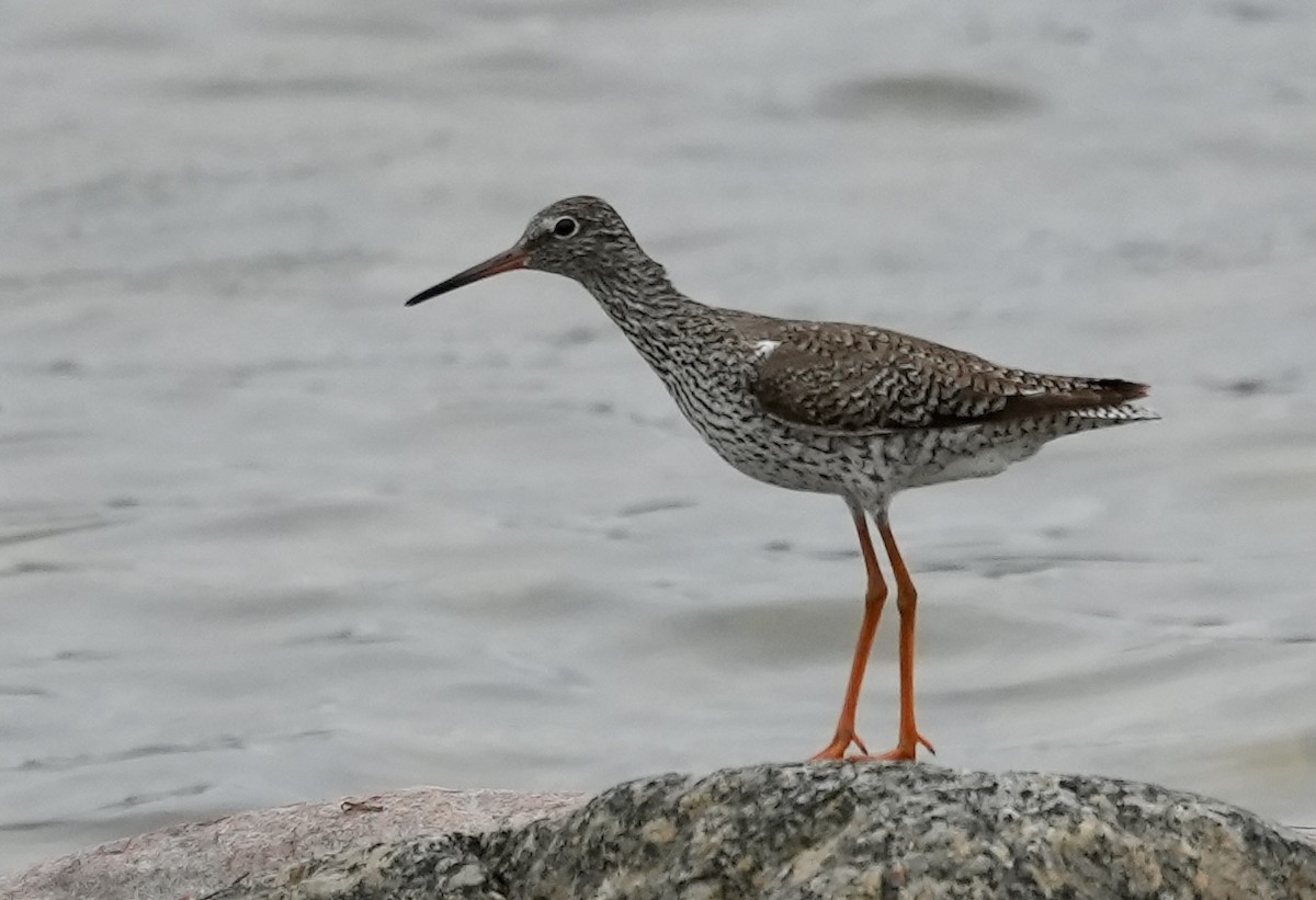 Common Redshank - ML620603717