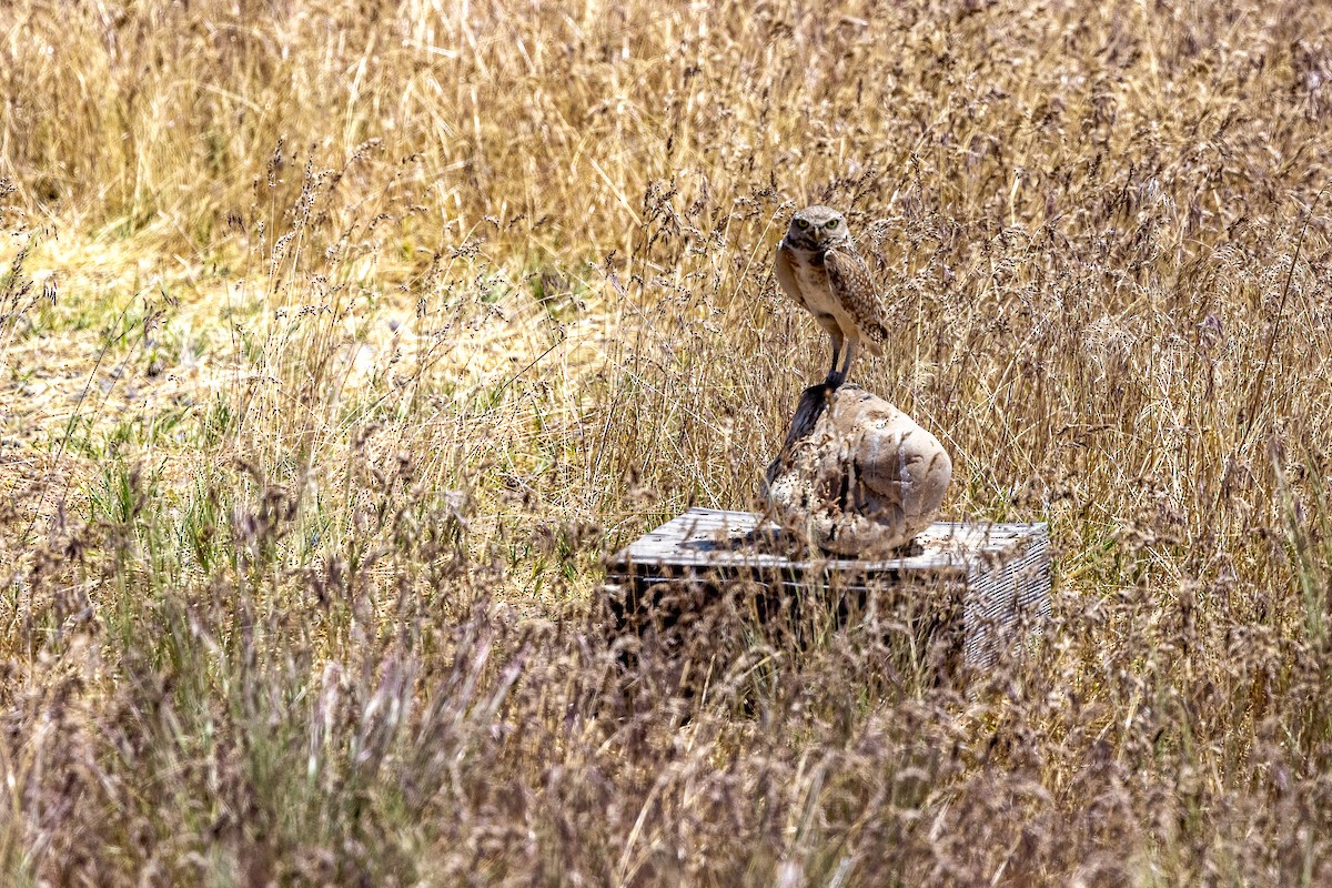 Burrowing Owl - ML620603718